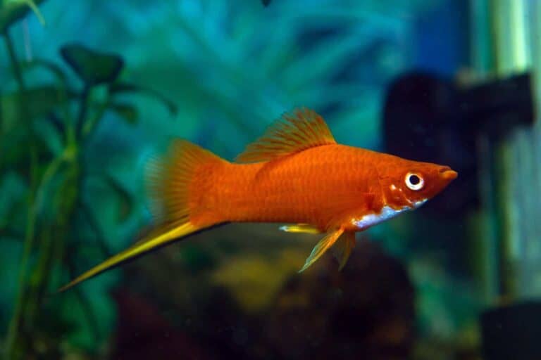 An Orange Swordtail Fish