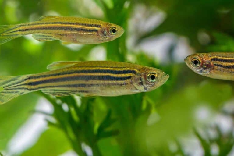 Scientifically known as Danio rerio