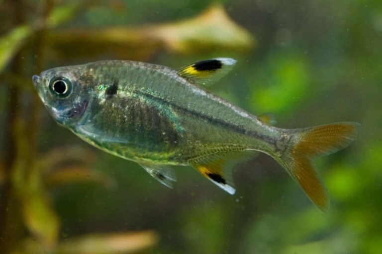 pristella tetra profile