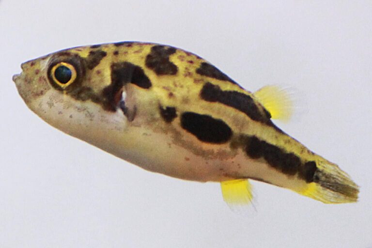 dwarf pea puffer against a white backdrop