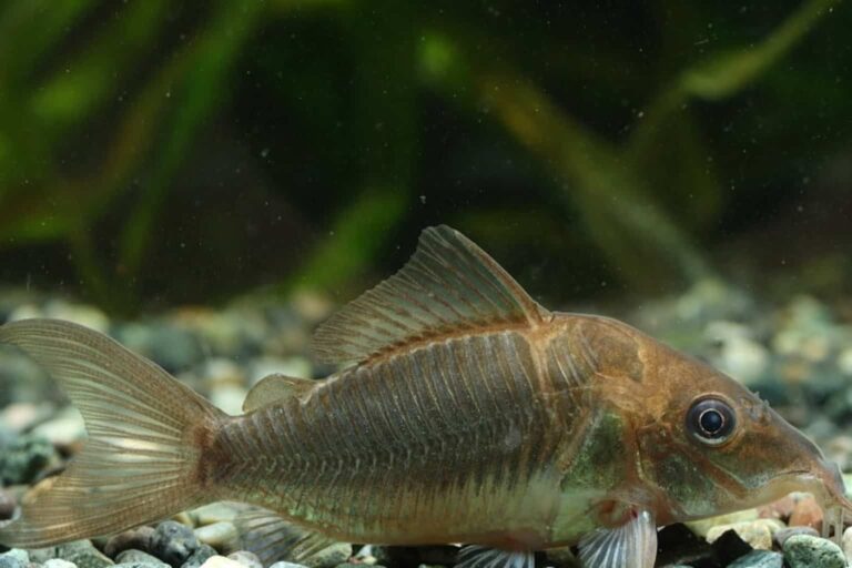 emerald catfish bottom substrate