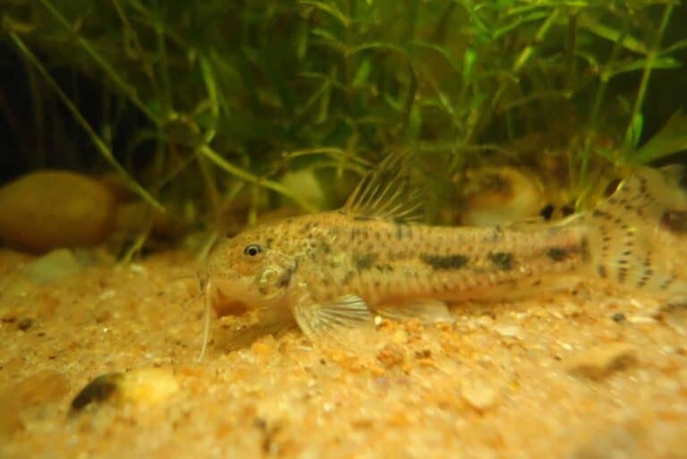 Aspidoras fuscoguttatus in sandy substrate
