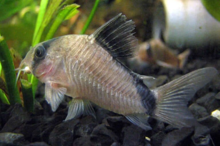 Scientifically known as Corydoras Metae