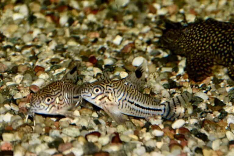 Also known as Corydoras bondi