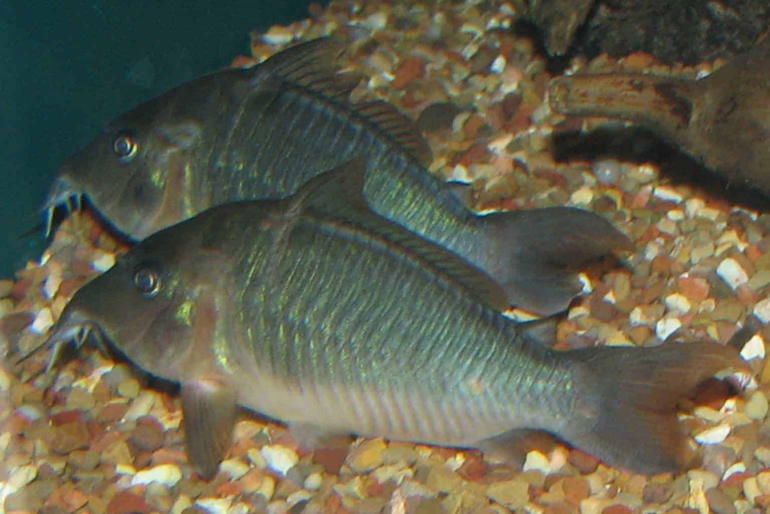 Brochis multiradiatus: A Guide to the Hognosed Brochis Catfish