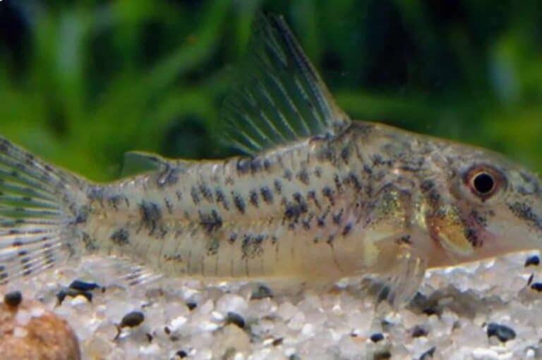 Also called barredtail corydoras