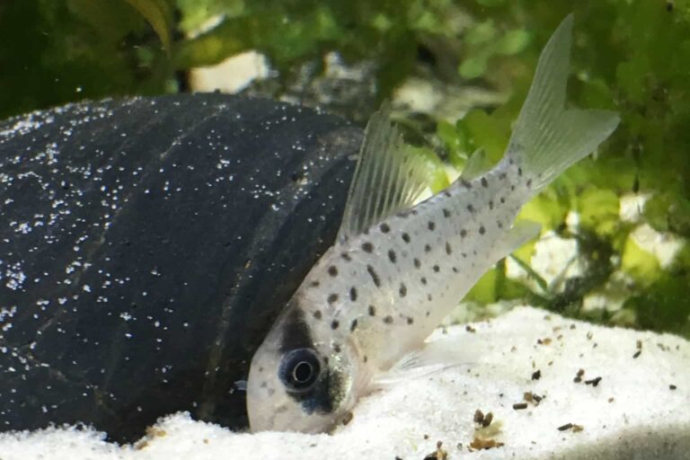 Also known as Fairy Corydoras