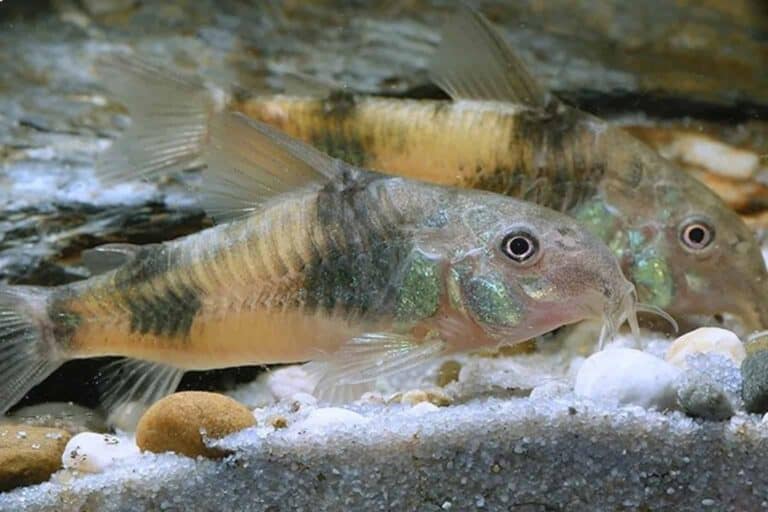 Also known as Ehrhardt's Corydoras