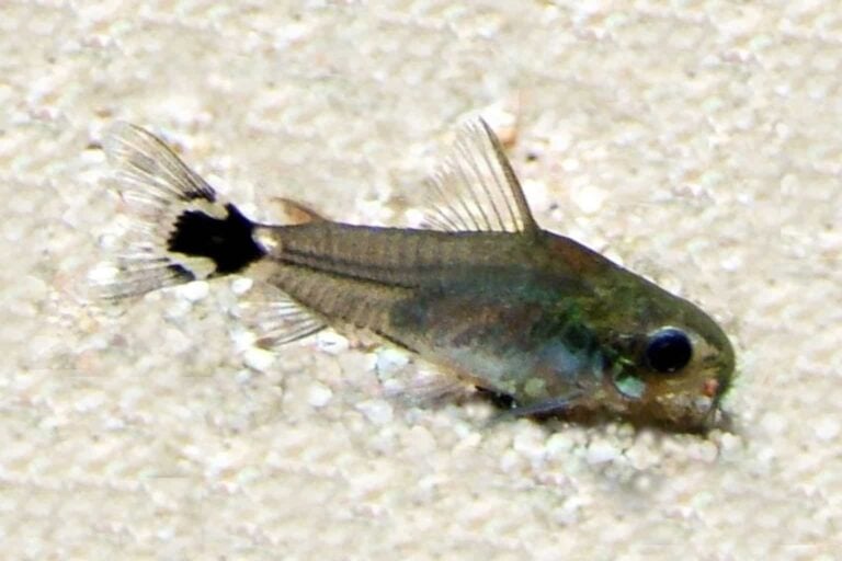 Commonly called as Dwarf Corydoras