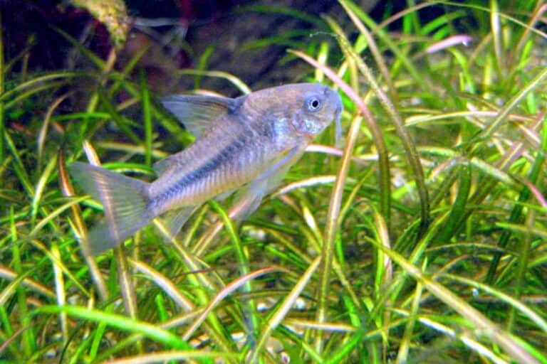 Commonly known as Blue Corydoras