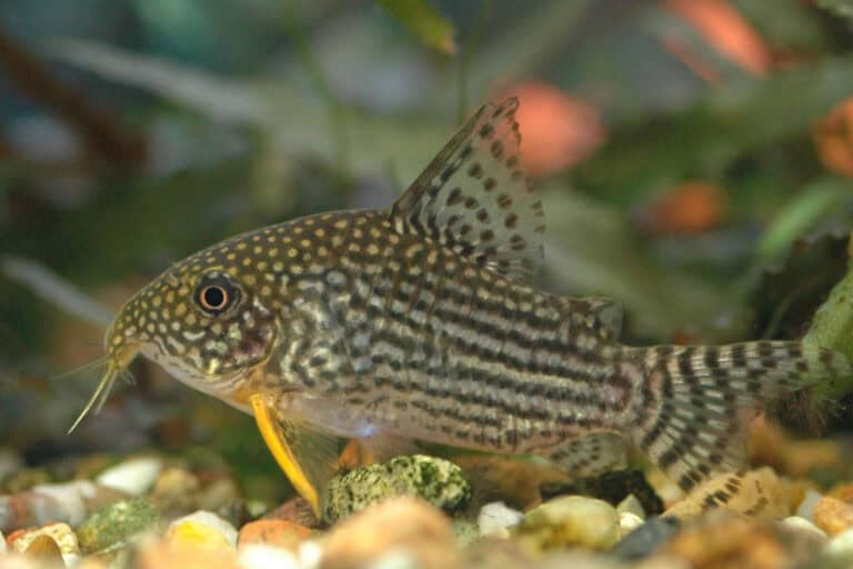 Also known as Sterbai Cory