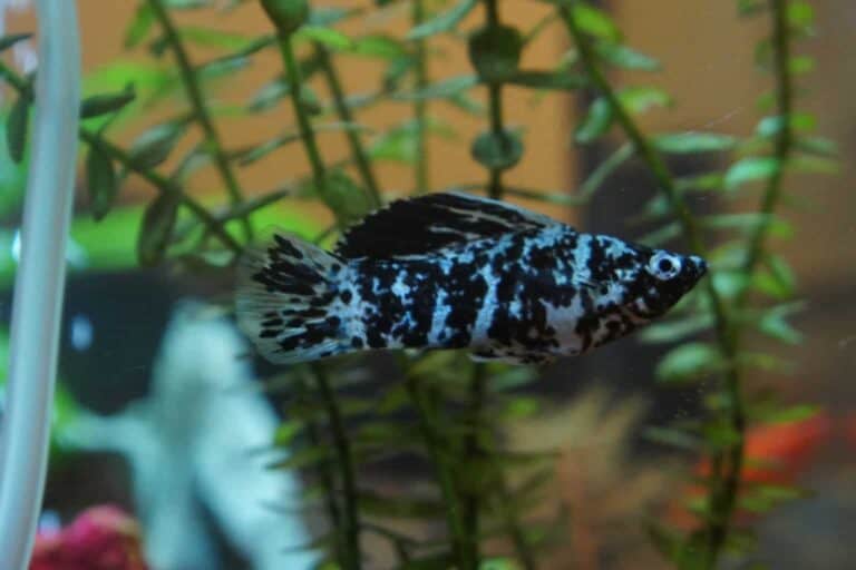 A Dalmatian Molly in a Home Aquarium