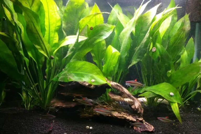 Echinodorus amazonicus in an aquarium