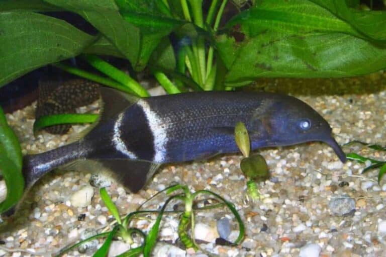 The Elephant Nose Fish, scientifically known as Gnathonemus petersii