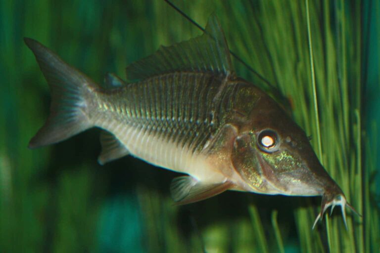 Brochis multiradiatus hiding in aquarium greenery