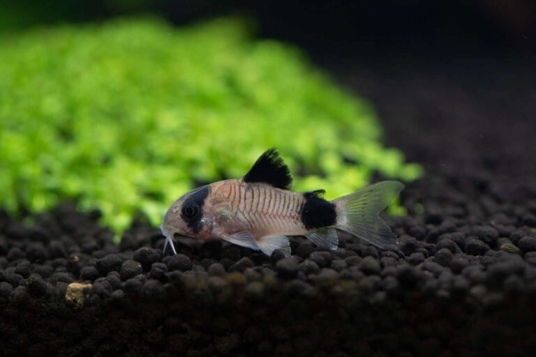 Scientifically known as Corydoras panda