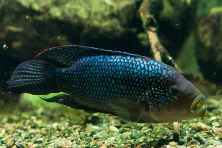 jack dempsey fish profile
