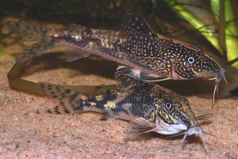 Commonly known as Banded Corydoras