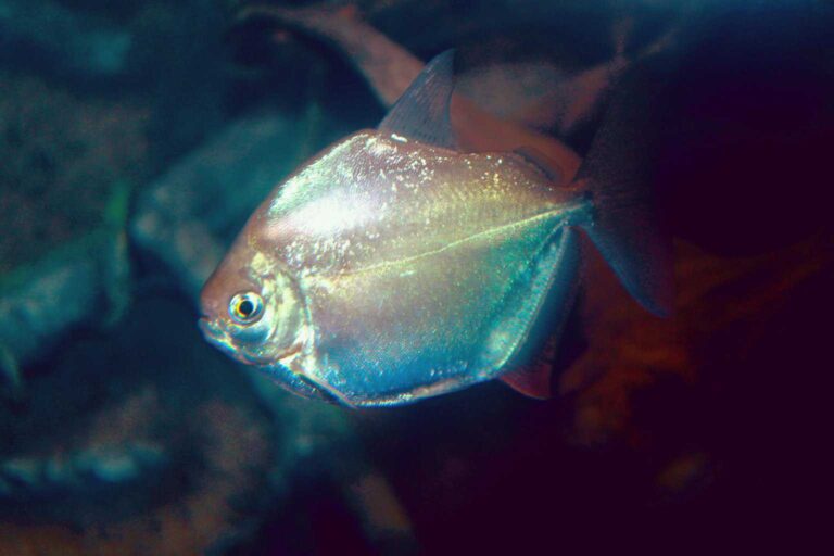 Silver Dollar Fish