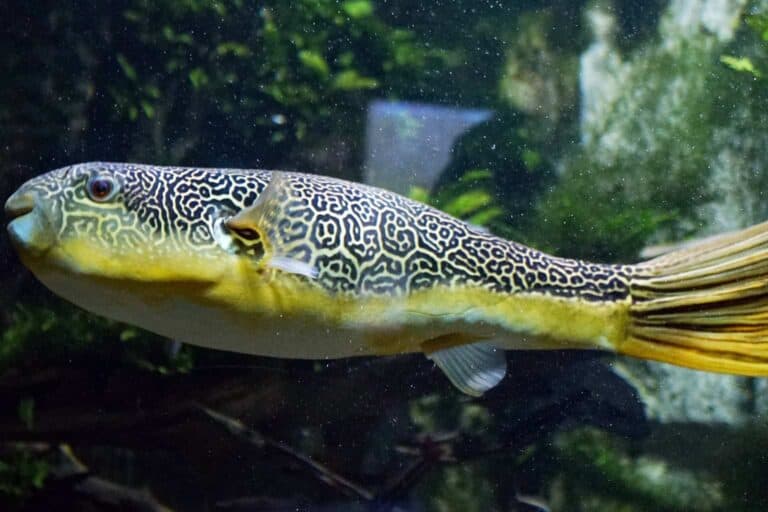 also known as the giant freshwater pufferfish