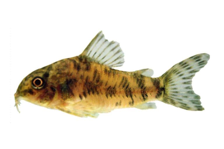 Aspidoras lakoi as specimen