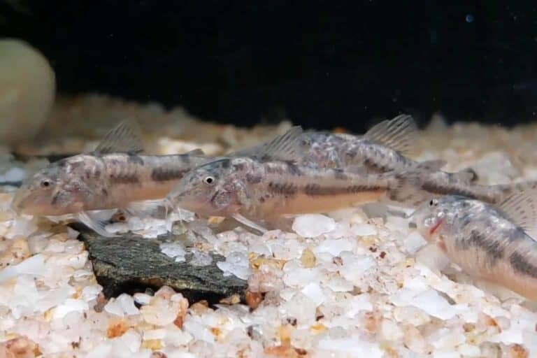 a school of aspidoras rochai in substrate