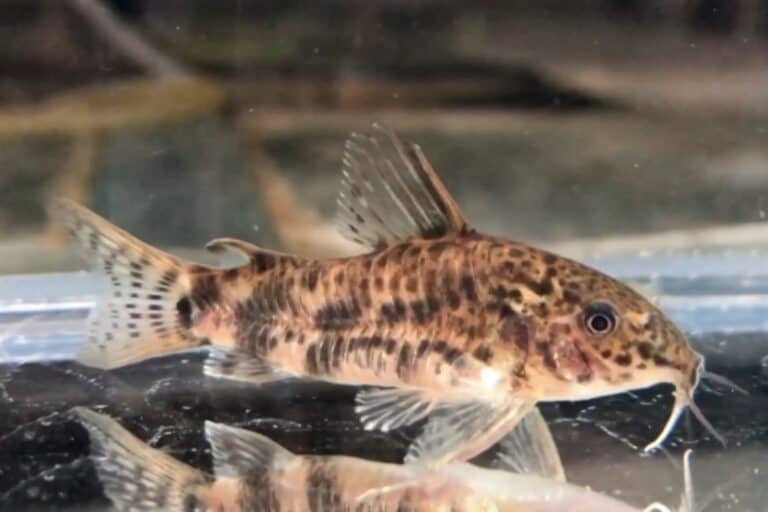 Scleromystax macropterus in reflective aquarium substrate