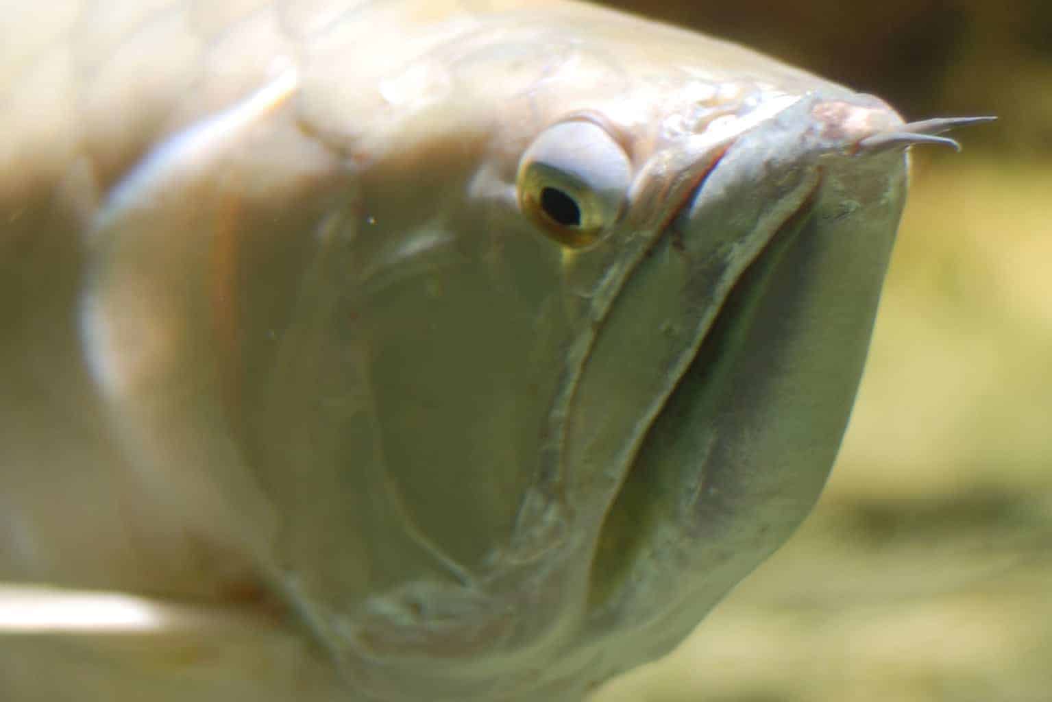 Silver Arowana 101: Care & Compatibility Guide