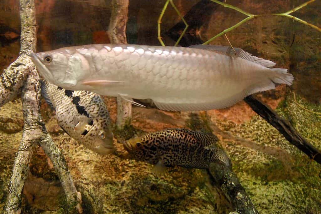 Silver Arowana 101: Care & Compatibility Guide