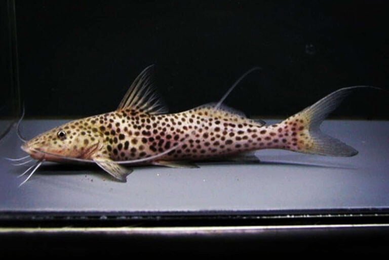 bolt catfish in an observation tank