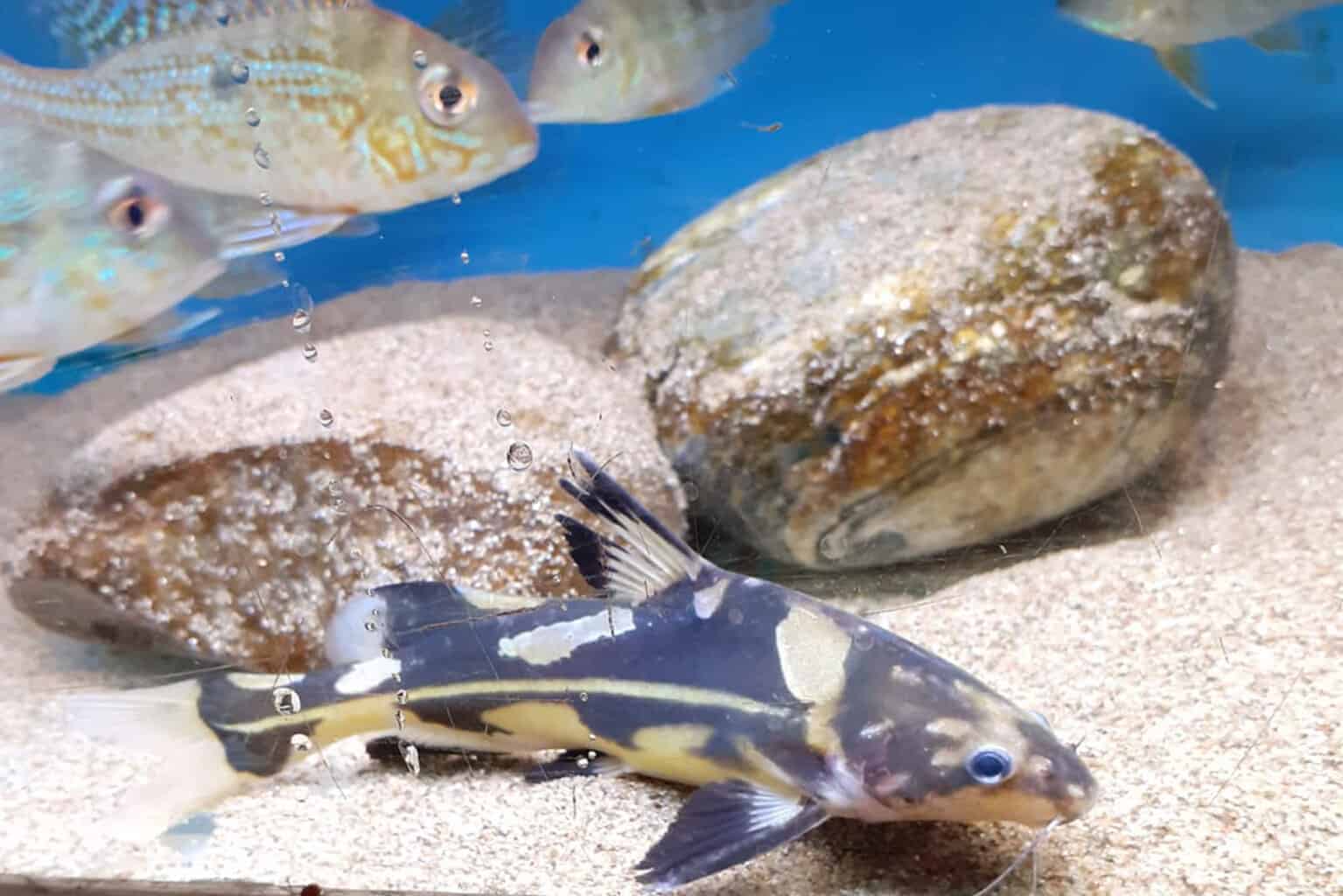 Harlequin Lancer Catfish: Facts And Care Insights