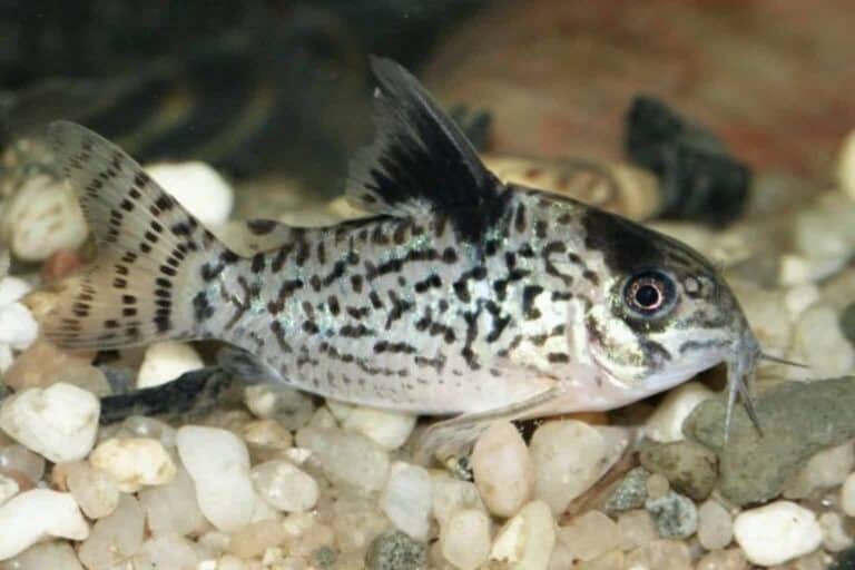 corydoras leucomelas swimming at the bottom substrate