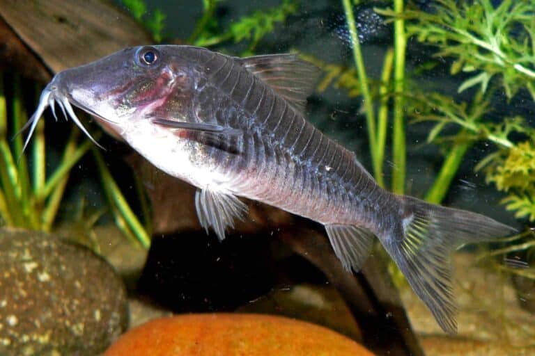 profile of corydoras semiaquilus