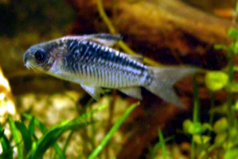 corydoras elegans profile