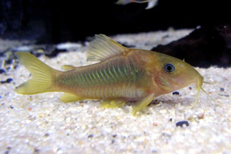 Corydoras melanotaenia profile