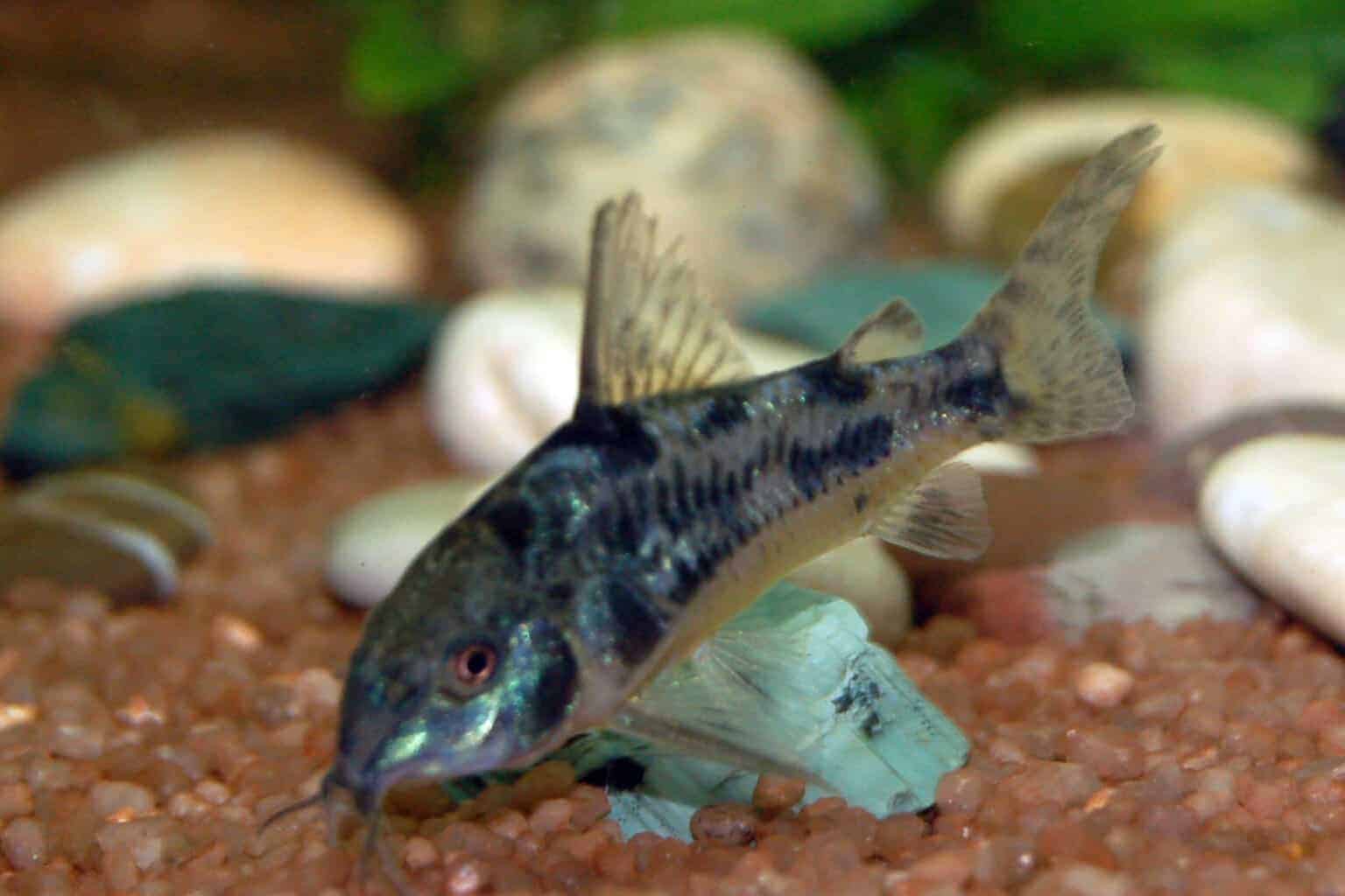Pepper Cory: Profile, Tank, Diet, Health, and Breeding