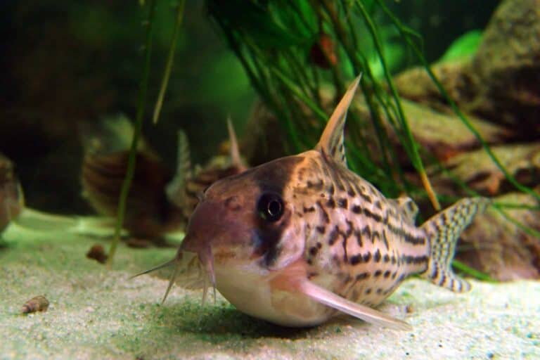 A Pregnant Corydoras Schwartzi