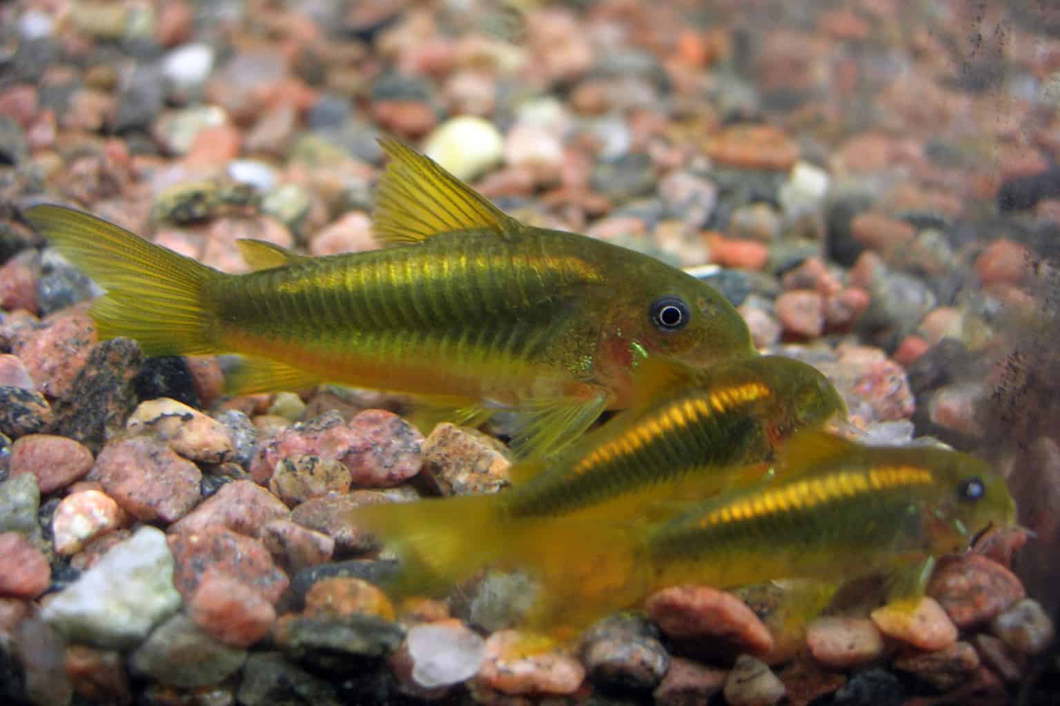 Curated visual reference: Fresh Look at Corydoras Melanotaenia A Guide To Green Gold Cory Care