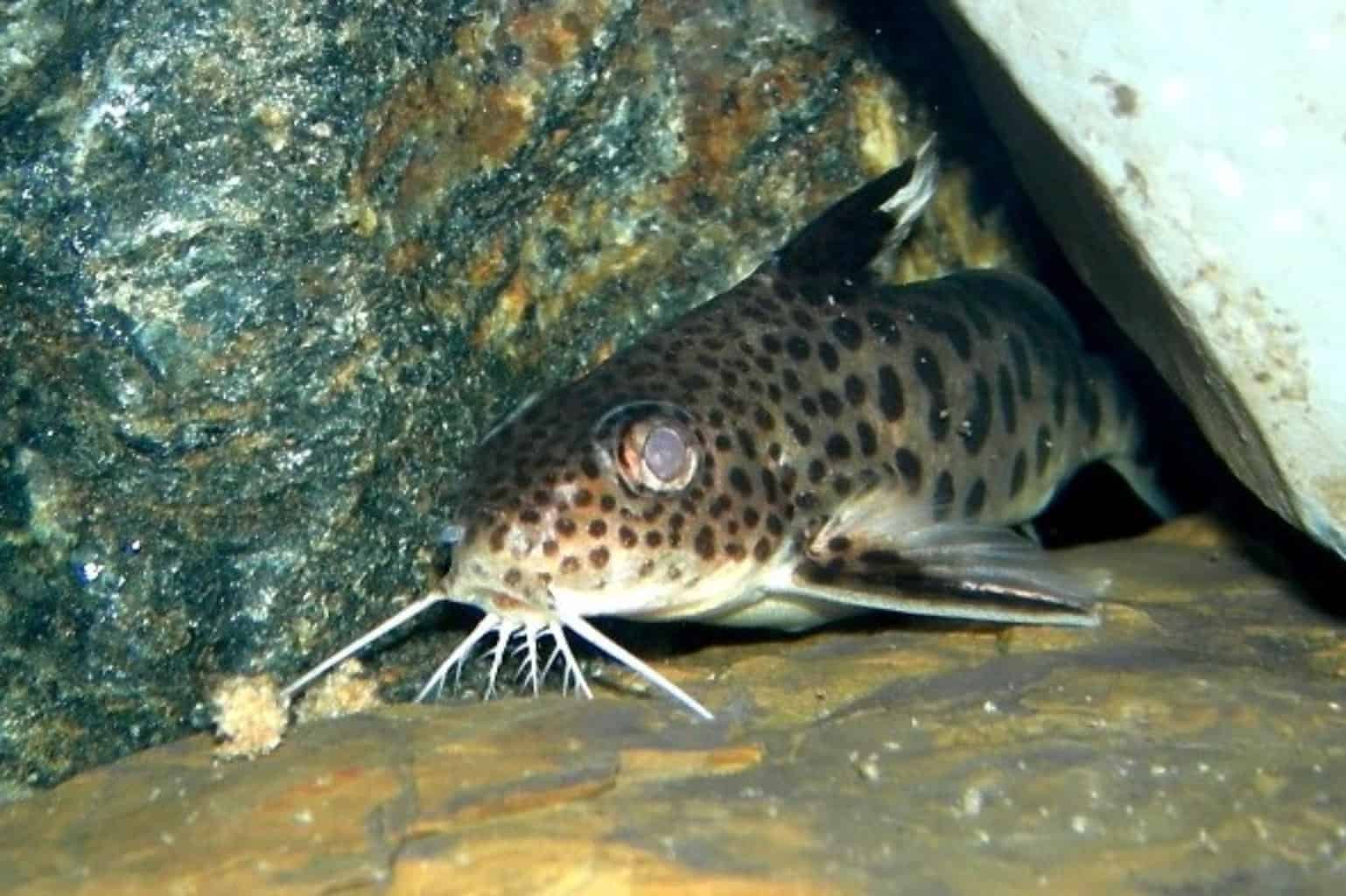 Cookoo Fish Cuckoo Catfish: Synodontis Multipunctatus Facts & Care Tips