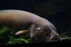 Electric Razor Fish Electric Catfish: Malapterurus Electricus Facts & Care Tips