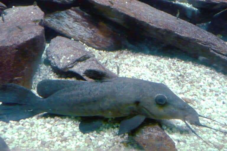 Scientifically Known as Auchenoglanis Occidentalis