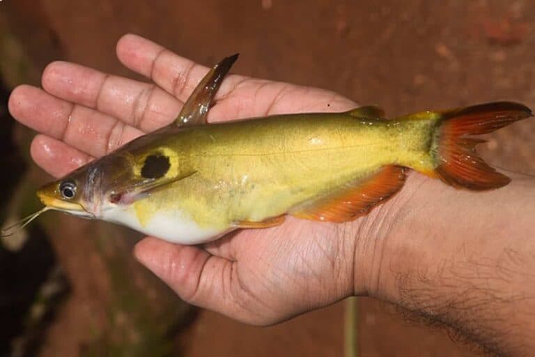 Günther Catfish is scientifically called Horabagrus brachysoma