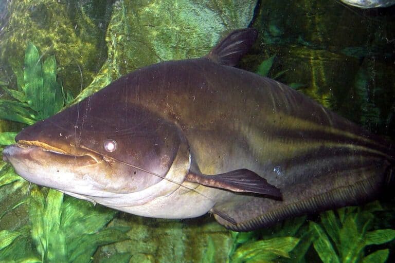 Also called striped wallago catfish, and its scientific name is wallago leerii