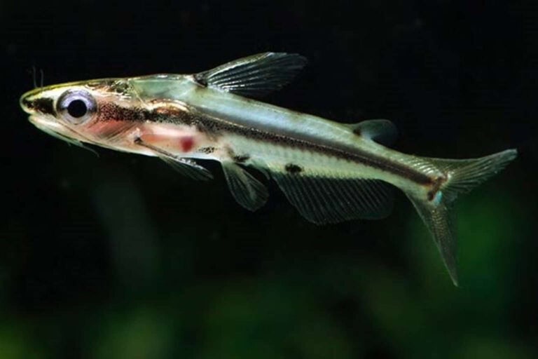 Commonly called Shadow Catfish