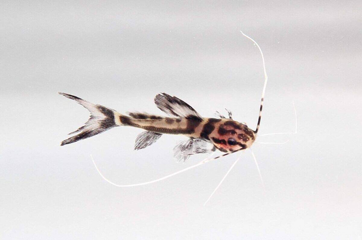 Marbled Catfish: Comprehensive Care Guide ([year])