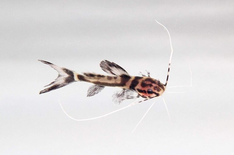 juvenile marbled catfish Leiarius marmoratus