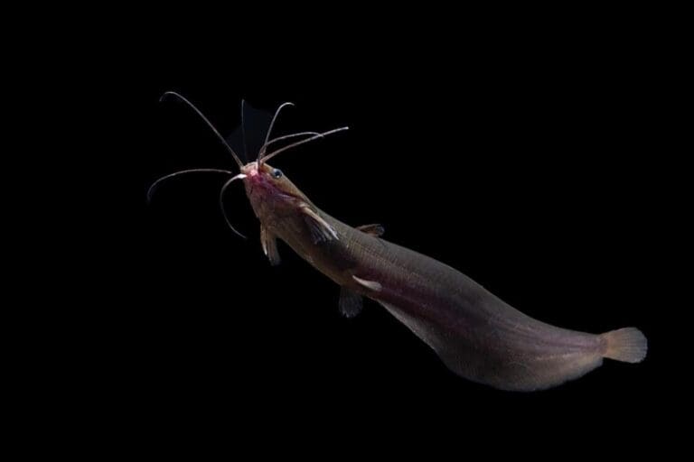 Liver catfish is scientifically known as Heteropneustes fossilis.