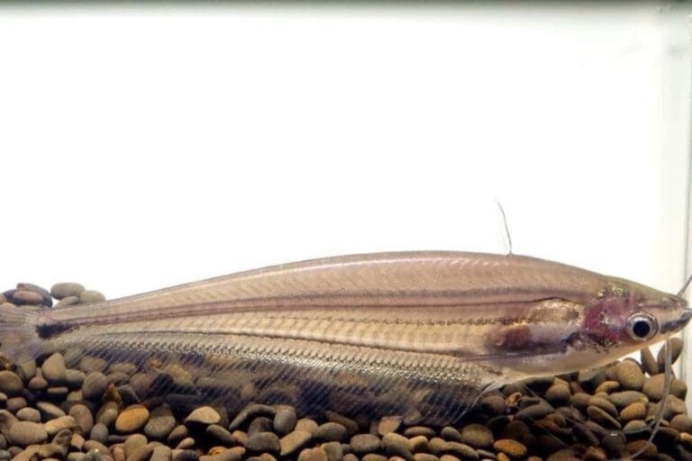 Ompok eugeneiatus is commonly refered to as Borneo Glass Catfish