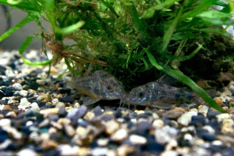 Scientifically Known as Corydoras paleatus