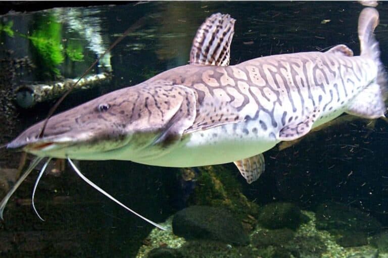 front facing predatory tiger sorubim